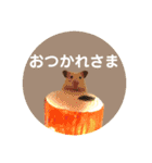 大きくなったキンクマハムスターたんぽぽ（個別スタンプ：20）
