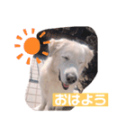 林さん家のぷりんちゃん（個別スタンプ：5）