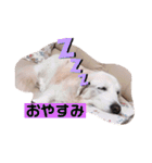 林さん家のぷりんちゃん（個別スタンプ：6）