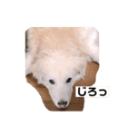 林さん家のぷりんちゃん（個別スタンプ：11）