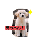 林さん家のぷりんちゃん（個別スタンプ：15）