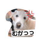 林さん家のぷりんちゃん（個別スタンプ：20）