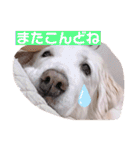 林さん家のぷりんちゃん（個別スタンプ：24）