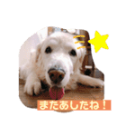 林さん家のぷりんちゃん（個別スタンプ：30）