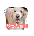 林さん家のぷりんちゃん（個別スタンプ：33）