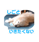 林さん家のぷりんちゃん（個別スタンプ：35）