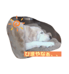 林さん家のぷりんちゃん（個別スタンプ：37）