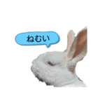 うさぎとたまにチンチラ（個別スタンプ：2）