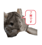 うさぎとたまにチンチラ（個別スタンプ：3）