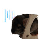 うさぎとたまにチンチラ（個別スタンプ：6）