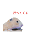 うさぎとたまにチンチラ（個別スタンプ：11）