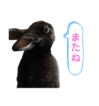 うさぎとたまにチンチラ（個別スタンプ：13）