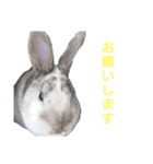 うさぎとたまにチンチラ（個別スタンプ：14）