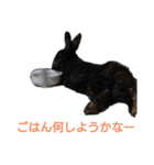 うさぎとたまにチンチラ（個別スタンプ：15）