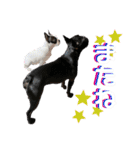 フレンチブルドッグ なるとろ（個別スタンプ：15）