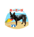 フレンチブルドッグ なるとろ（個別スタンプ：21）