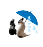 フレンチブルドッグ なるとろ（個別スタンプ：25）