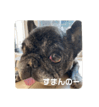 フレンチブルのぶぅぷる 2（個別スタンプ：1）
