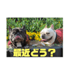 フレンチブルのぶぅぷる 2（個別スタンプ：13）