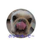 フレンチブルのぶぅぷる 2（個別スタンプ：15）