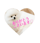ポメラニアンころもスタンプ（個別スタンプ：6）