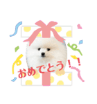ポメラニアンころもスタンプ（個別スタンプ：7）