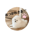 ポメラニアンころもスタンプ（個別スタンプ：15）