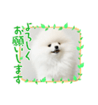 ポメラニアンころもスタンプ（個別スタンプ：16）