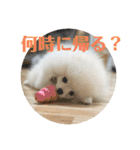 ポメラニアンころもスタンプ（個別スタンプ：17）