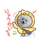 ポメラニアンころもスタンプ（個別スタンプ：19）