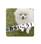 ポメラニアンころもスタンプ（個別スタンプ：25）