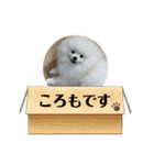 ポメラニアンころもスタンプ（個別スタンプ：27）