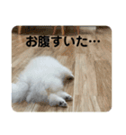 ポメラニアンころもスタンプ（個別スタンプ：29）