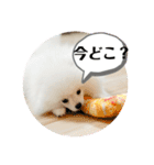 ポメラニアンころもスタンプ（個別スタンプ：31）
