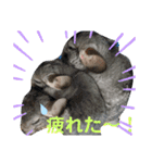 うちのチンチラさん②（個別スタンプ：2）
