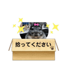 うちのチンチラさん②（個別スタンプ：3）