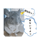 うちのチンチラさん②（個別スタンプ：5）