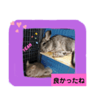 うちのチンチラさん②（個別スタンプ：13）