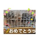 うちのチンチラさん②（個別スタンプ：14）