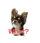 犬三昧ver2（個別スタンプ：1）