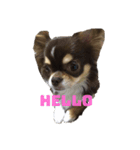 犬三昧ver2（個別スタンプ：6）