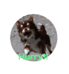 犬三昧ver2（個別スタンプ：7）