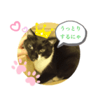 黒白猫☆カンパネルラくんとジョバンニくん（個別スタンプ：8）