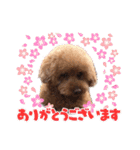 トイプーたろうくん（個別スタンプ：2）