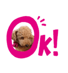 トイプーたろうくん（個別スタンプ：7）