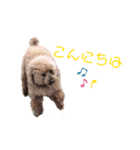 トイプーたろうくん（個別スタンプ：10）