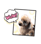 トイプーたろうくん（個別スタンプ：16）