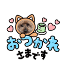 トイプーたろうくん（個別スタンプ：21）