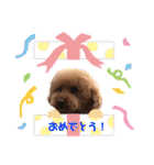 トイプーたろうくん（個別スタンプ：23）