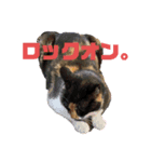 三毛猫チャーリー（個別スタンプ：6）